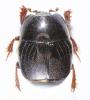 Hypocaccus brasiliensis